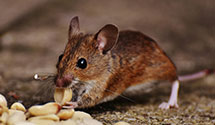 24 Hour & Emergency Exterminators in Wheelersburg, OH